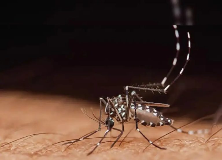 बंगाल में बढ़ रहा है डेंगू प्रकोप, शीर्ष पर उत्तर 24 परगना