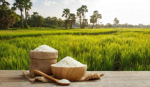 विश्‍व का सबसे बड़ा धान उत्‍पादक देश बना भारत