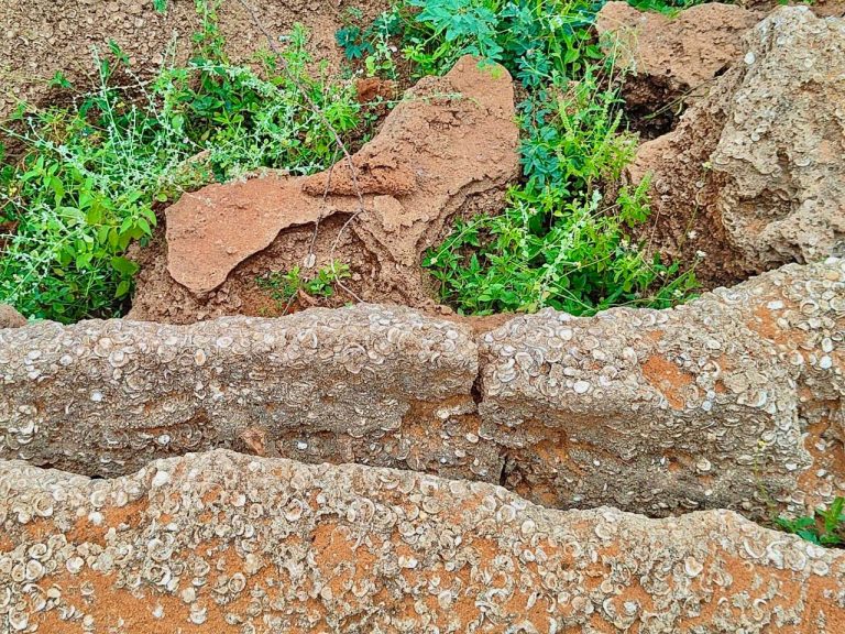 तमिलनाडु में मिला 8–12 हजार साल पुराना जीवाश्म स्थल