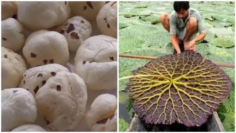 भारतीय परम्परा का अटूट अंग है मखाना